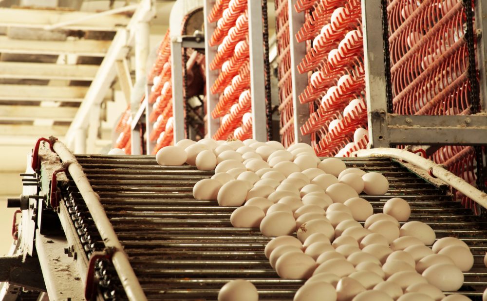 GCSE-Prüfungen sollten abgeschafft werden. Ein Foto einer Produktionslinie einer Eierfabrik. Die wahre Geschichte ist die Anzahl der Eier, die vom Förderband fallen und brechen.