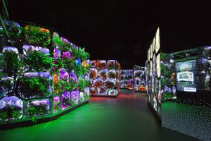 Autofarm-Lösung gegen den Klimawandel im Museum of the Future in Dubai