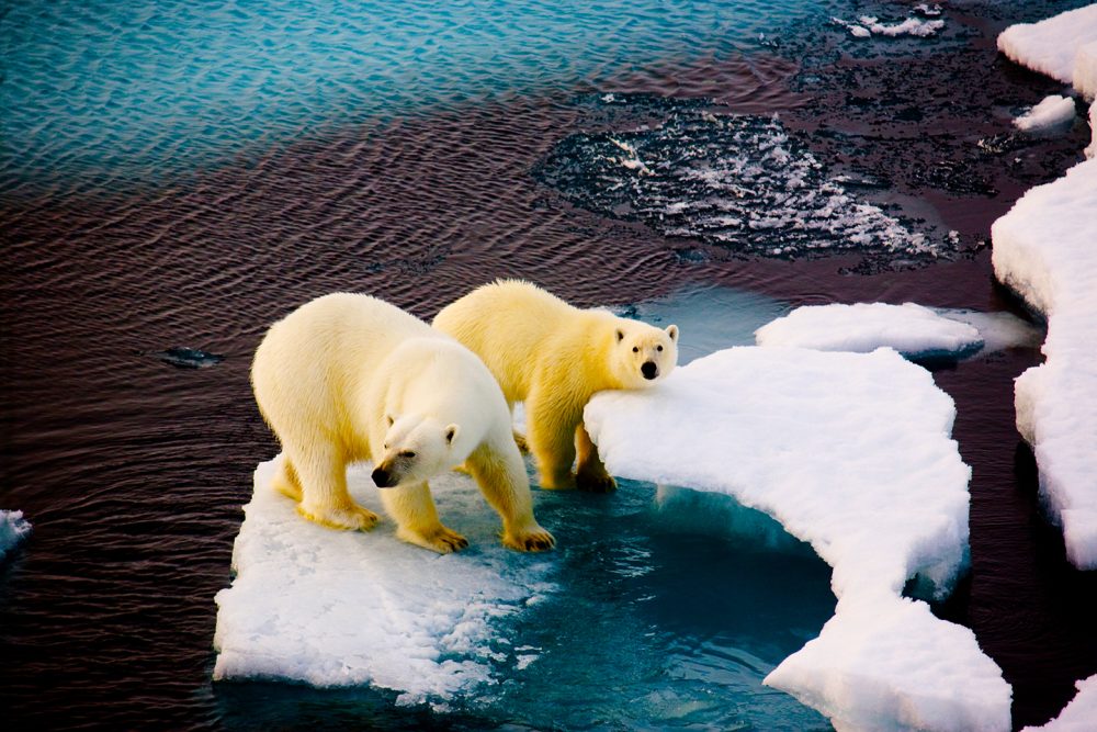 Neues Natural History GCSE zur Bekämpfung des Klimawandels ab 2025 eingeführt. Hier sehen wir Eisbären, die mit den sich treffenden Eiskappen kämpfen.