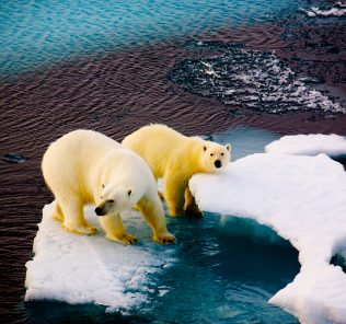 New Natural History GCSE to be introduced from 2025 tackling climate change. Here we see polar bears struggling with the meting ice caps.