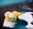 التاريخ الطبيعي الجديد GCSE سيتم تقديمه اعتبارًا من عام 2025 لمعالجة تغير المناخ. هنا نرى الدببة القطبية تكافح مع القمم الجليدية المتقابلة.