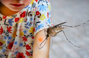 La dengue frappe les Émirats arabes unis alors que le gouvernement riposte pour protéger les enfants et les familles.