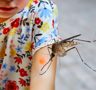 La fiebre del dengue golpea a los Emiratos Árabes Unidos mientras el gobierno lucha para proteger a los niños y las familias.